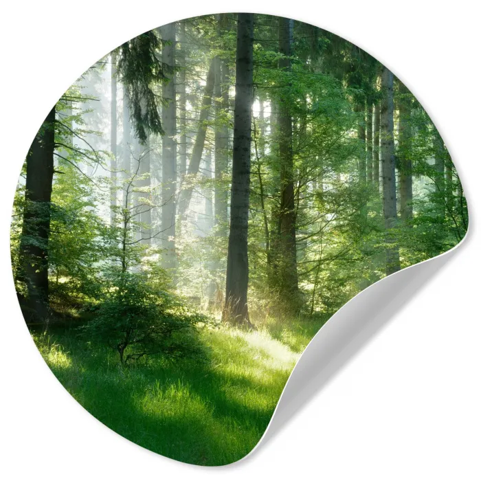 Natuur - Bomen - Bos - Groen - Zon - Gras - Planten Wandcirkel behangsticker klein -3d