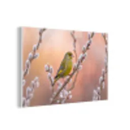 Groenling - Katjes - Lente - Natuur - Zacht forex 5mm xxl -3d