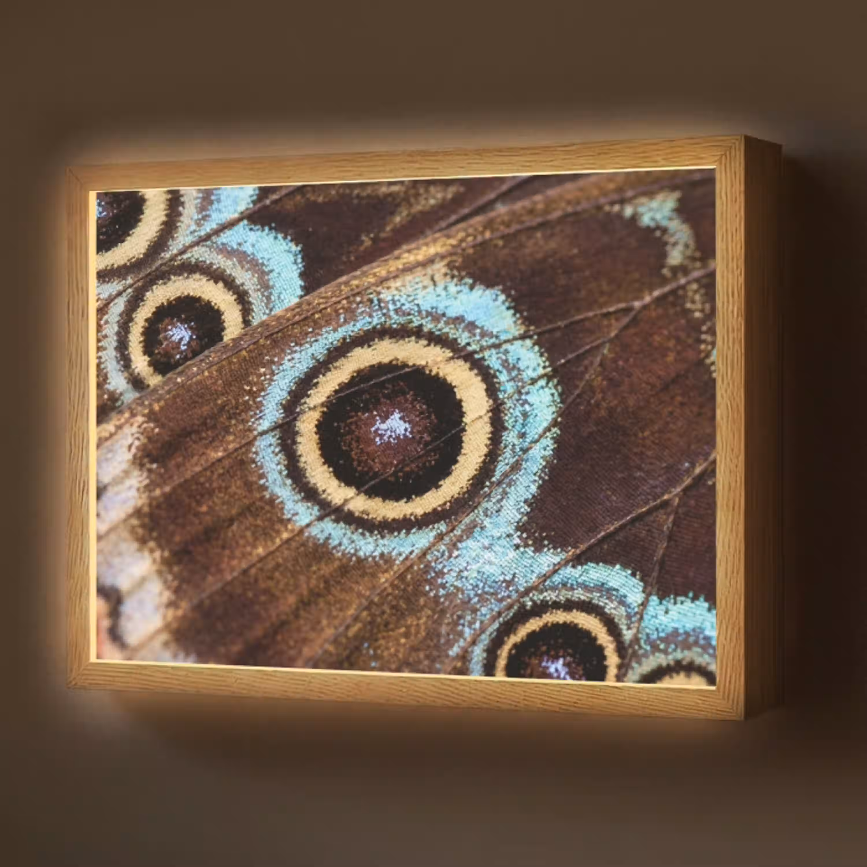 Vleugels - Vlinder - Blauw Light Box met batterij (Wandlamp) middel -z3d_website