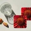 Close up - Bloem- Rood onderzetter kurk middel -sfeer4