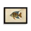 Vis - Tropisch - Strepen - Vinnen fotolijst zwart zonder passe partout klein -3d