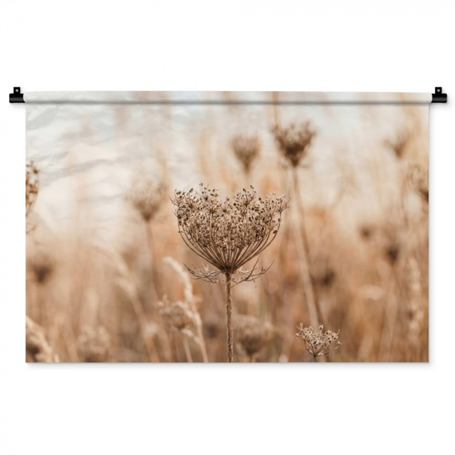 Schermbloem - Droogbloem - Winter - Beige - Minimalistisch Wandkleed katoen middel -zz3d