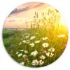 Bloemen - Madelief - Natuur - Zon - Horizon Wandcirkel kunststof plaat 5mm dik klein -3d