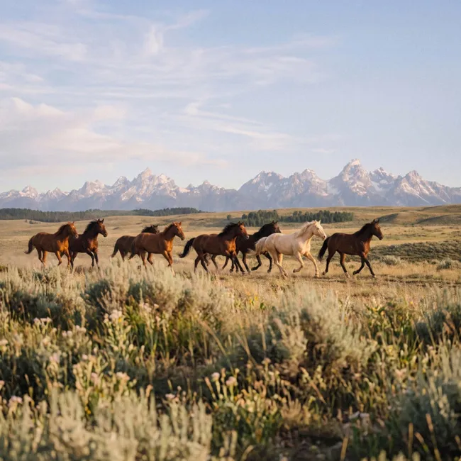 Behang - Paarden - Kudde - Bergen - Vrijheid - Wild