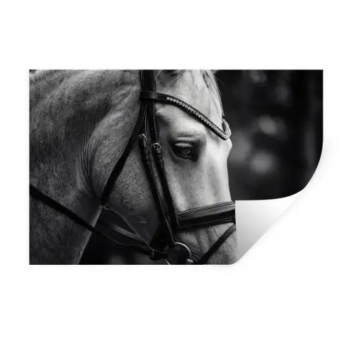 Paard - Schimmel - Portret Muursticker klein -3d