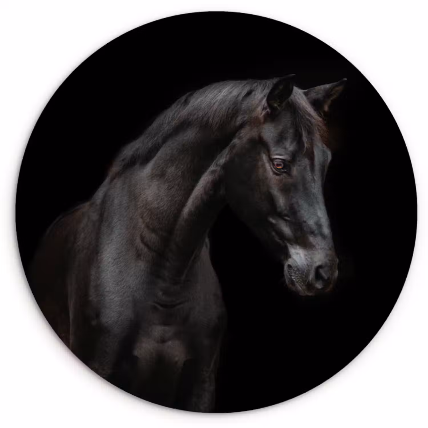 Muurcirkel - Paard - Dieren - Zwart - Portret