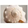 Schelp - Detail - Beige poster papier klein -3d