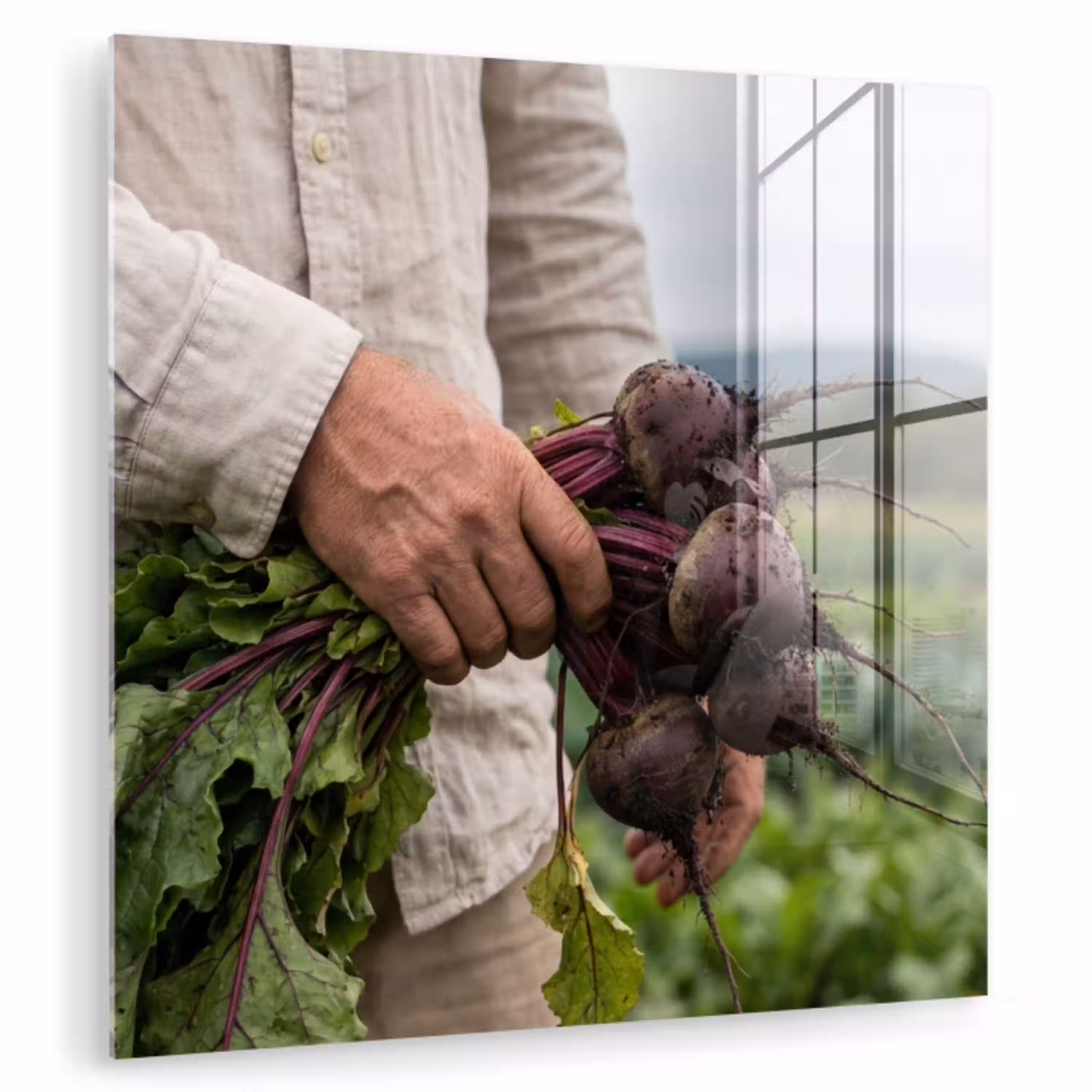 Bieten - Vers - Moestuin plexiglas 5mm klein -zzzproduct_nieuw