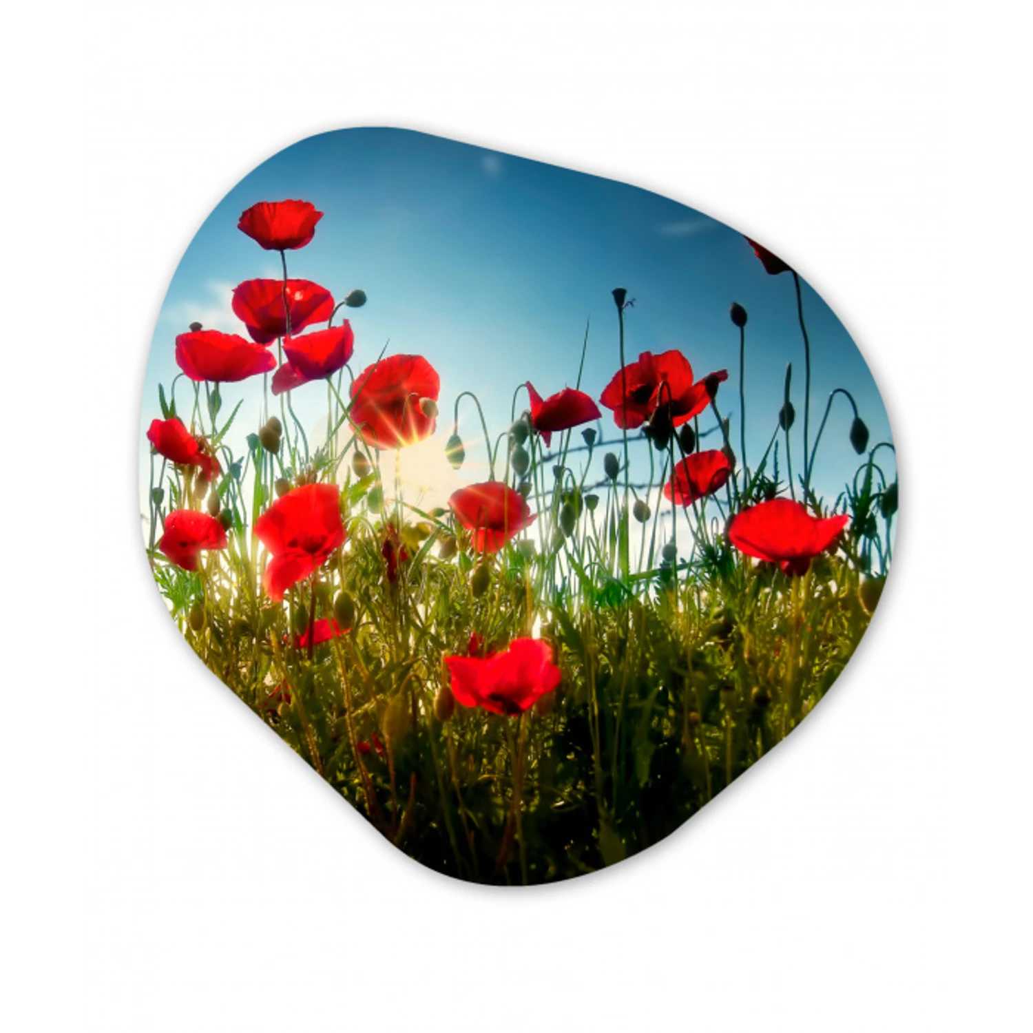 Klaprozen - Toscane - Zon - Rood - Blauw Wandcirkel Organisch Forex 3mm klein -3d