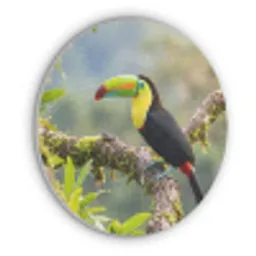 Toekan - Jungle - Natuur - Kleurrijk Akoestische PET Vilt - Rond klein -3d