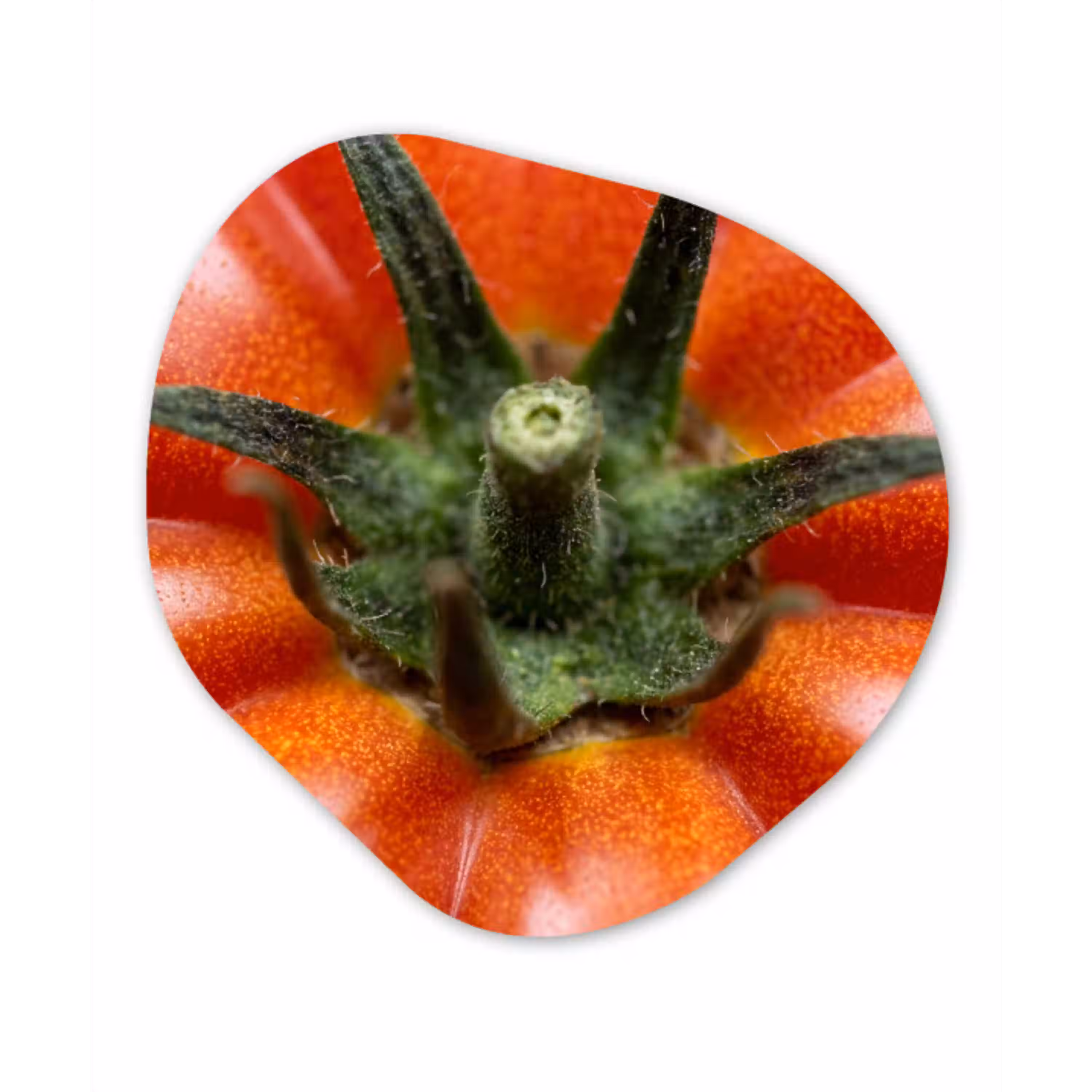 Eten - Tomaat - Rood Wandcirkel Organisch Forex 3mm klein -3d