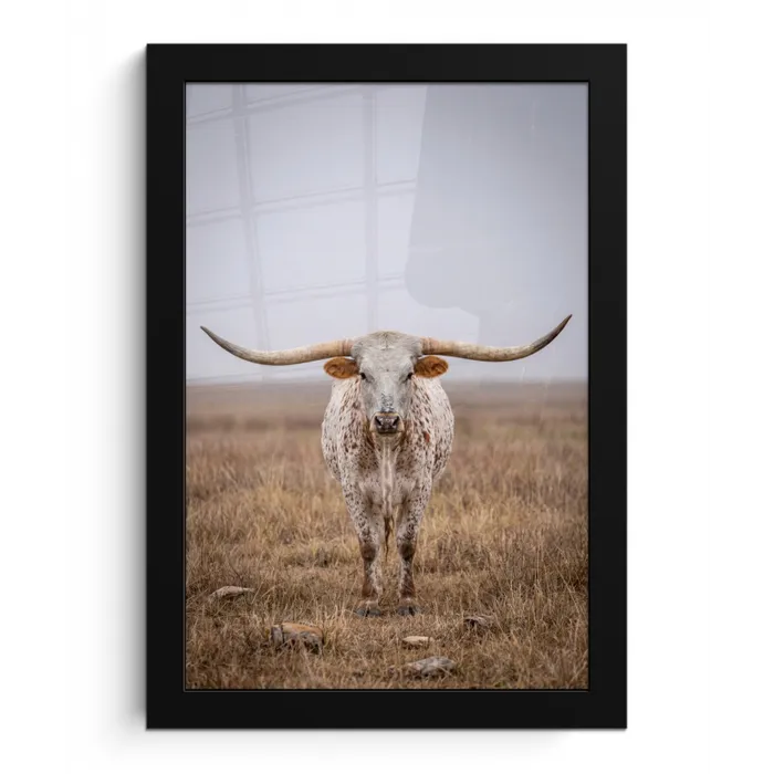 Longhorn - Grasveld - Dier fotolijst zwart zonder passe partout klein -3d