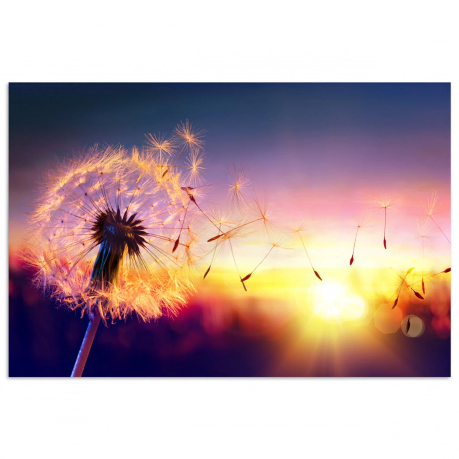 Paardenbloem - Bloemen - Zonsondergang - Horizon - Nacht poster papier klein -3d