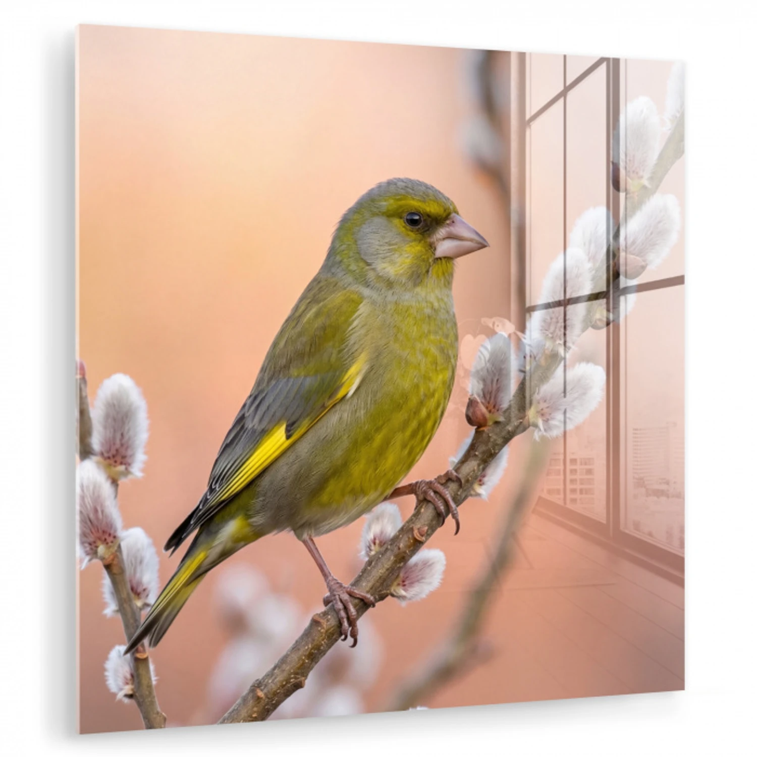 Groenling - Katjes - Lente - Natuur - Zacht plexiglas 5mm klein -zzzproduct_nieuw
