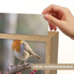 Roodborst - Tak - Bessen - Natuur Light Box met kabel (Kinderlampje) klein -USP_websiteprintFR