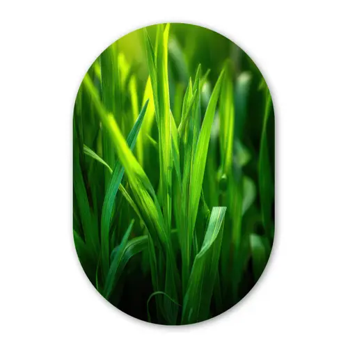 Grassprieten - Lichtinval - Groen Wandcirkel Ovaal Glas middel -3d