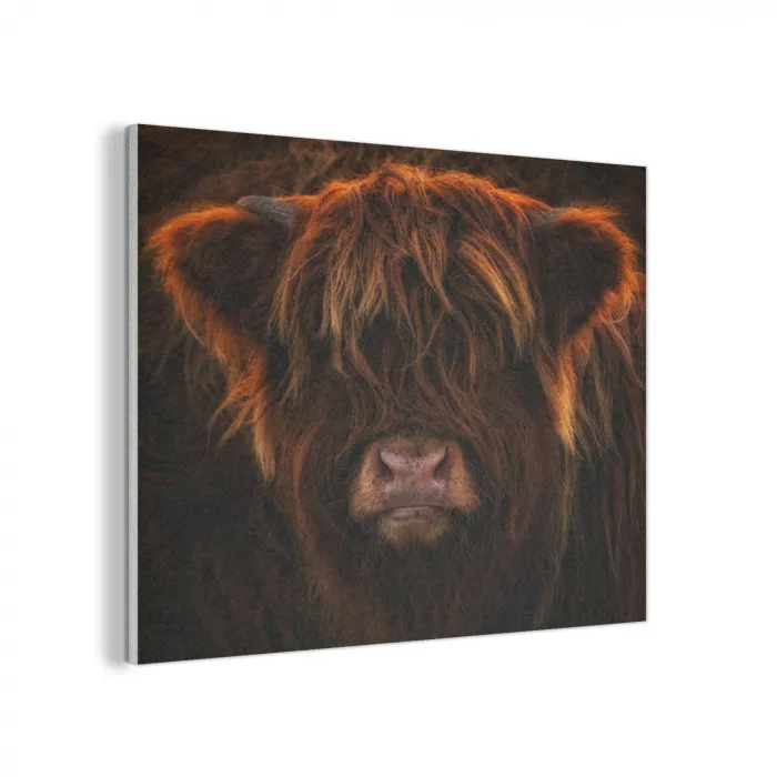 Schotse Hooglander - Koe - Portret - Dieren PET vilt klein -3d
