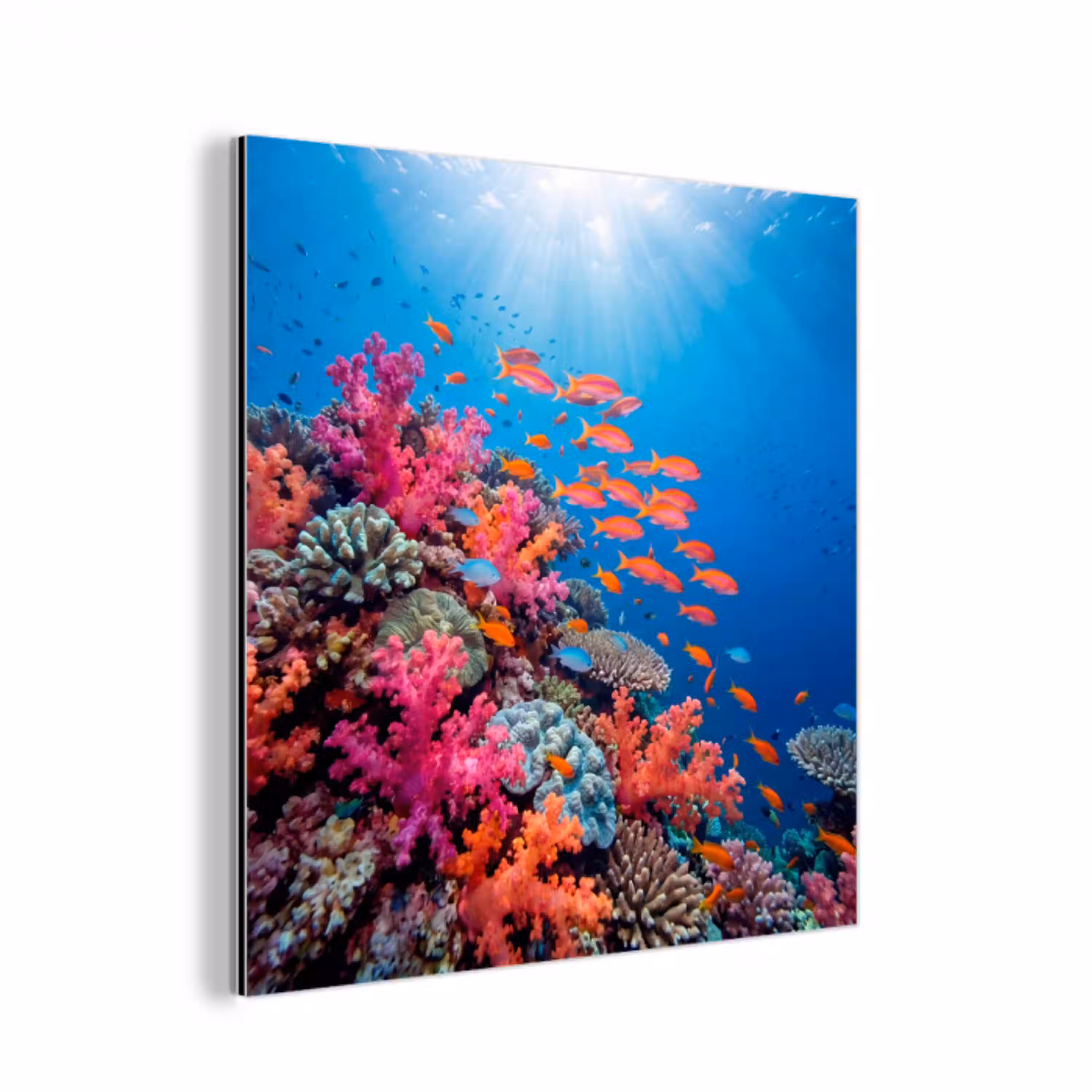 Onderwater - Koraalrif - Vissen - Oceaan - Natuur aluminium wit klein -3d