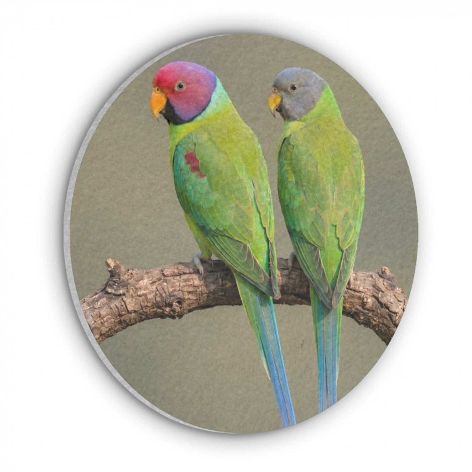 Papagaai - Tak - Natuur - Kleurrijk Akoestische PET Vilt - Rond klein -3d