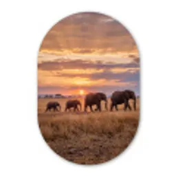 Olifanten - Savanne - Zonsondergang - Afrika - Warm Wandcirkel Ovaal Forex klein -3d
