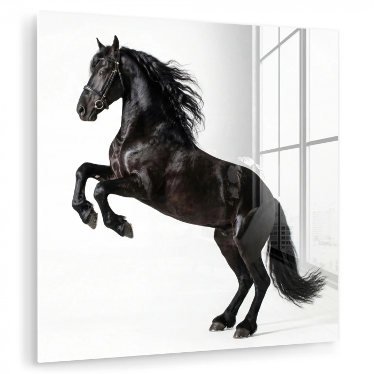 Zwart - Paard - Portret plexiglas 5mm klein -zzzproduct_nieuw