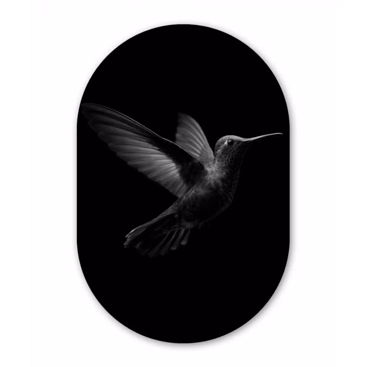 Glasbild Oval - Kolibri - Schwarz - Tiere