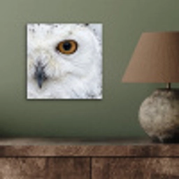 Sneeuwuil - Oog - Wildlife - Wit aluminium wit klein -sfeer2