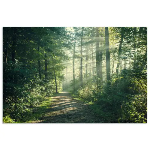 Bos - Pad - Zon - Bomen - Groen - Natuur poster papier klein -3d