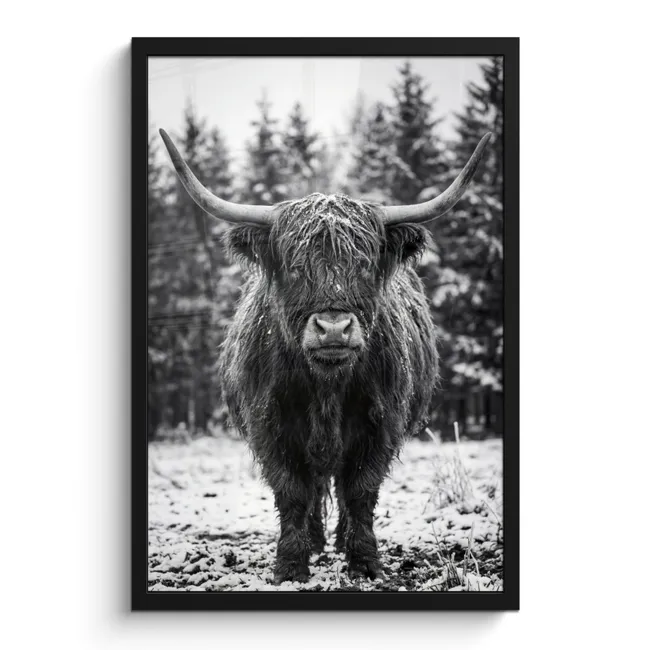 Poster met lijst - Schotse hooglander - Zwart - Wit - Sneeuwvlokken