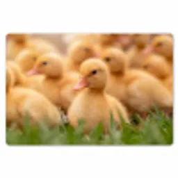 Pijltje - Eend - Natuur - Geel Placemat vinyl groot -zzsfeer1_Kitchenyeah-website