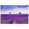 Lavendel - Natuur - Paars - Bomen - Bloemen poster papier klein -3d
