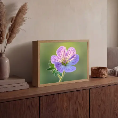 Bloem - Close up - Paars Light Box met batterij (Wandlamp) middel -sfeer2