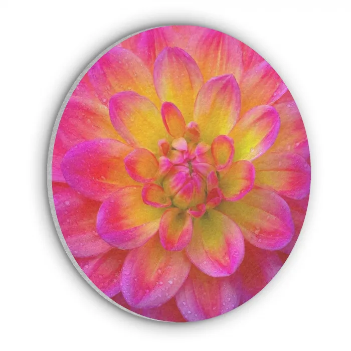 Roze - Dahlia - Kleurrijk Akoestische PET Vilt - Rond klein -3d