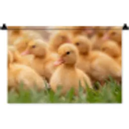 Pijltje - Eend - Natuur - Geel Wandkleed katoen klein -zz3d