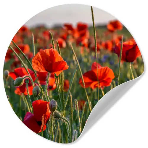 Bloemen - Klaprozen - Natuur - Rood Wandcirkel behangsticker klein -3d
