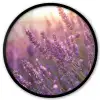 Lavendel - Paars - Zonlicht Fotolijst rond zonder passe partout klein -3d