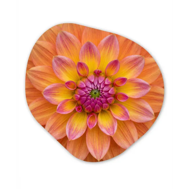 Organisch schilderij aluminium - Dahlia - Bloem - Oranje