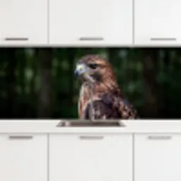 Buizerd - Roofvogel - Natuur - Bruin keuken achterwand 2 middel -3d