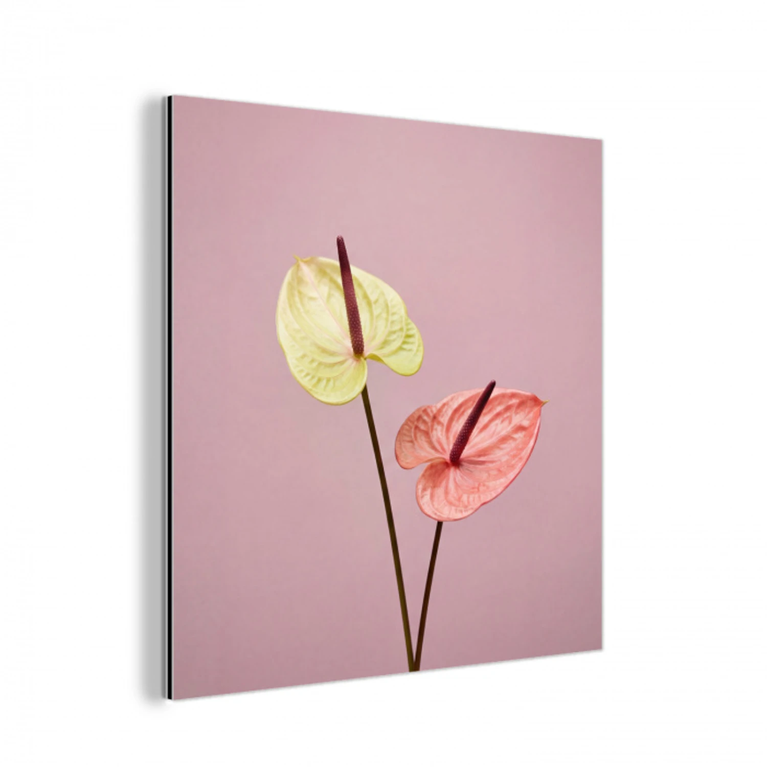 Bloemen - Anthuriums - Geel - Roze aluminium wit klein -3d