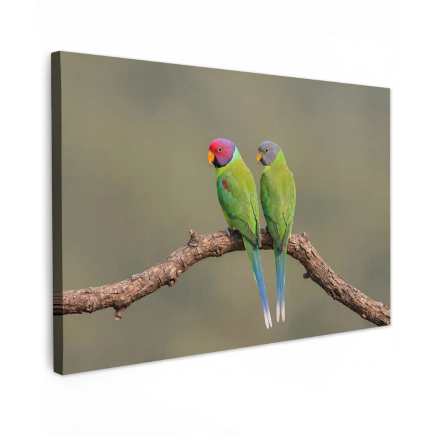 Papagaai - Tak - Natuur - Kleurrijk canvas 2cm klein -z3d