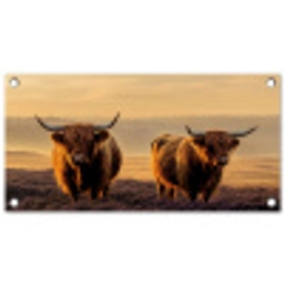 Schotse hooglanders - Heide - Landschap - Dieren tuinposter los doek klein -3d