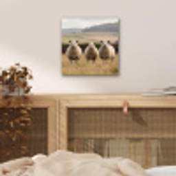 Schapen - Weidenlandschap - Heuvels aluminium wit klein -sfeer3