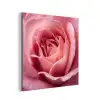 Roze - Roos - Romantisch aluminium wit klein -3d