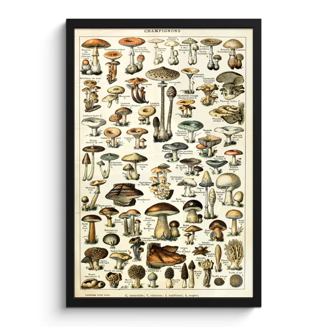 Photo Frame - Mushroom - Autumn - Seasons - Vintage - Adolphe Millot - Nature