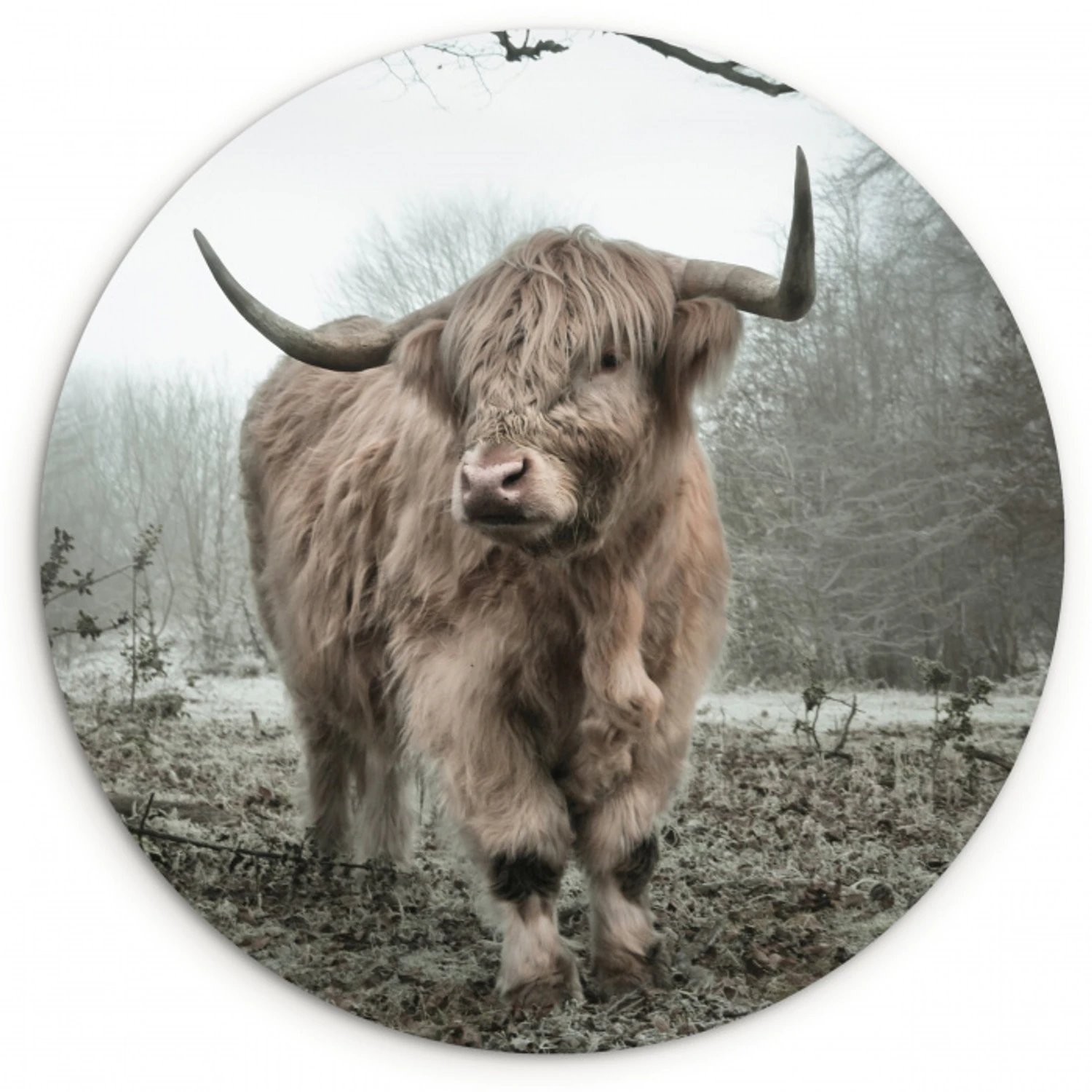 Schotse Hooglander - Bos - Mist - Koe - Dieren - Natuur Wandcirkel kunststof plaat 5mm dik klein -3d