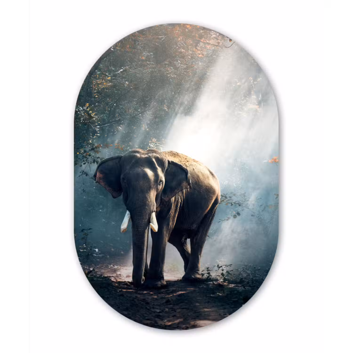 Muurovaal - Olifant - Dieren - Licht - Bos - Natuur - Wilde dieren