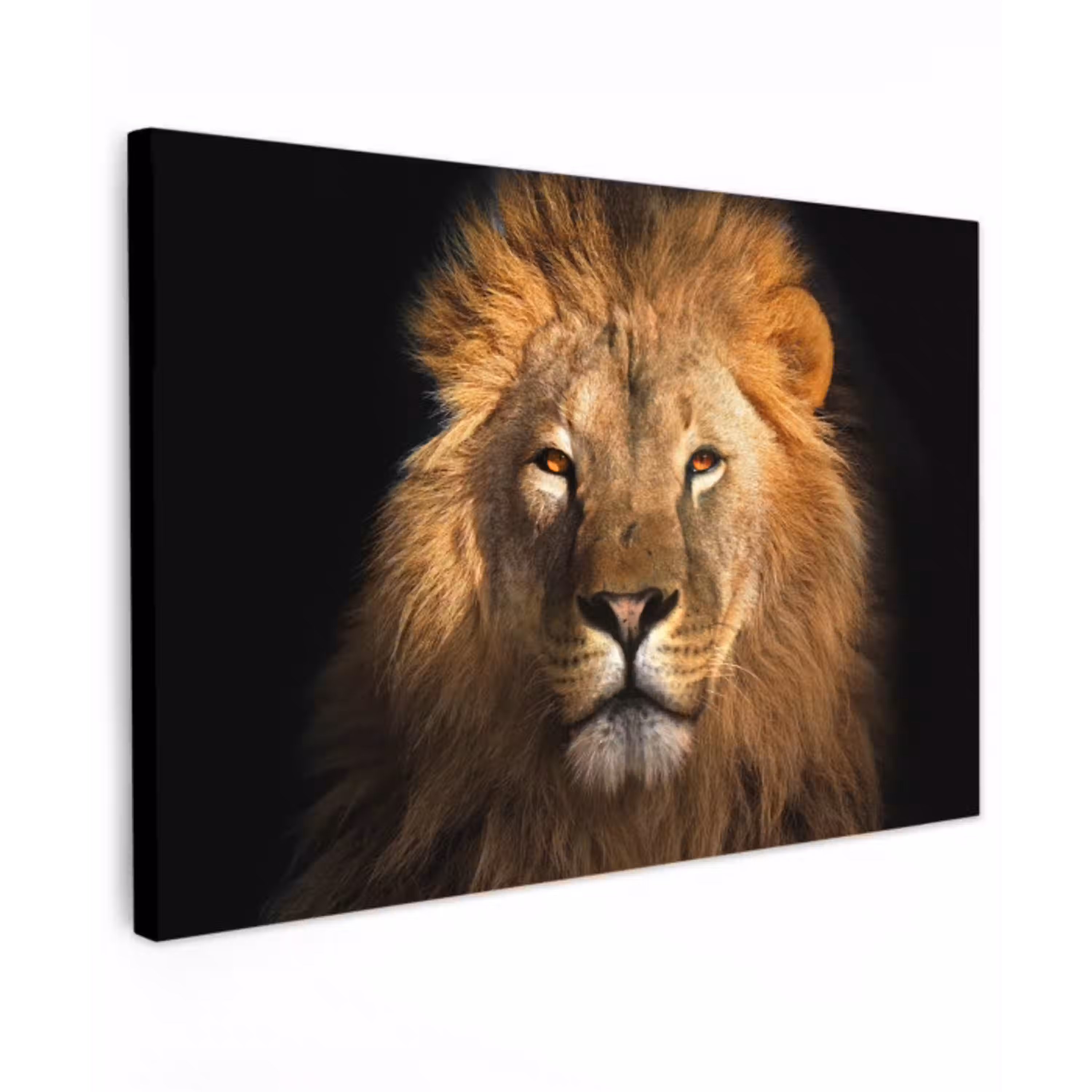 Leeuw - Dieren - Zwart - Licht - Bruin - Portret Tuinposter op houten frame 2 cm dik klein -3d