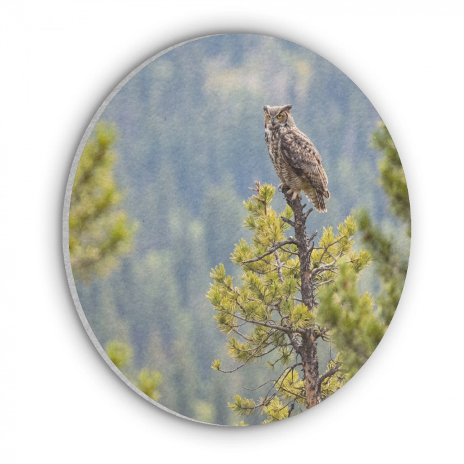 Uil - Oehoe - Bomen - Natuur Akoestische PET Vilt - Rond klein -3d