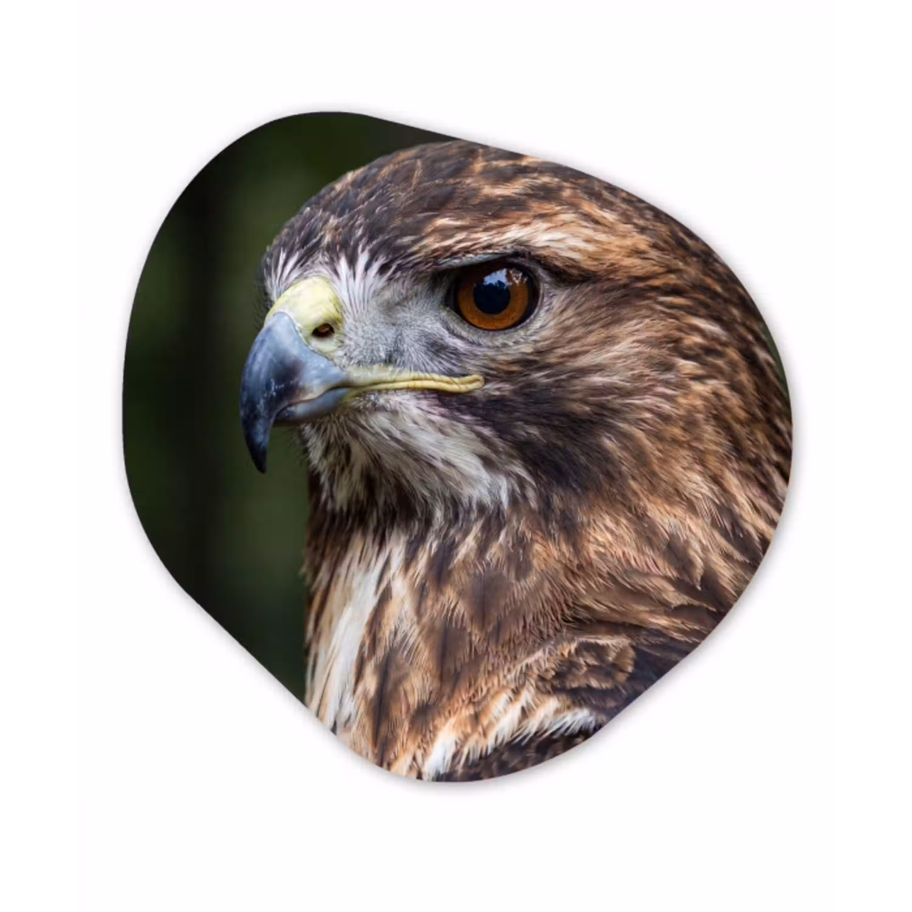 Buizerd - Roofvogel - Natuur - Bruin Wandcirkel Organisch Aluminium middel -3d