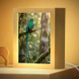 Quetzal - Jungle - Natuur - Groen Light Box met kabel (Kinderlampje) klein -zzzz_3d_website
